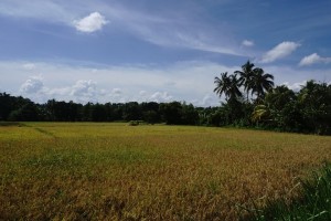 Paddy Fields around Sri Lanka