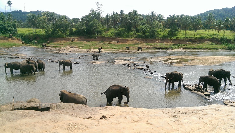 Elephant Orphanage, Sri Lanka