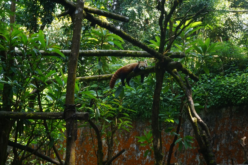 Red Panda, Zoo, Darjeeling