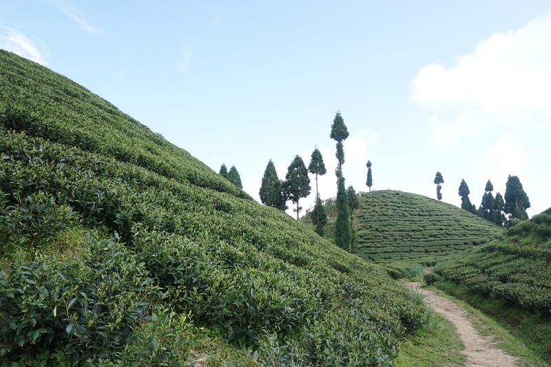 Mirik Tea Garden, Darjeeling