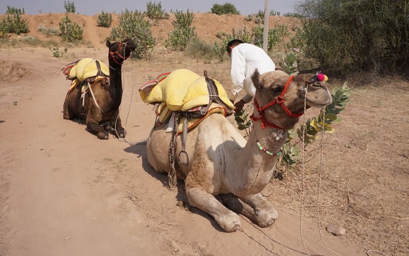 Camel Herders, Jodhpur