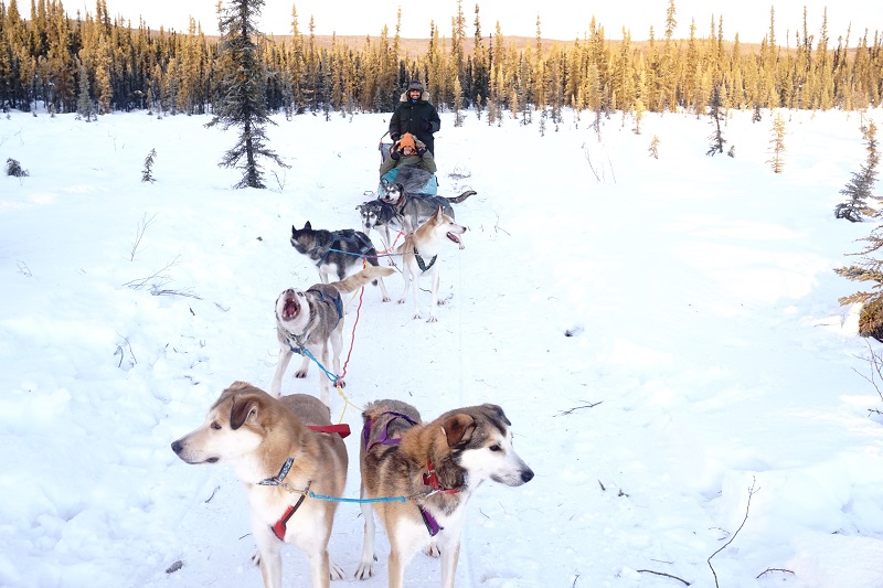 Dog Sledding, Fairbanks, Alaska