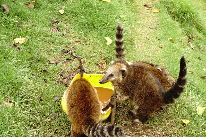Coati Anteaters, Acaime, Cocora Valley, Colombia