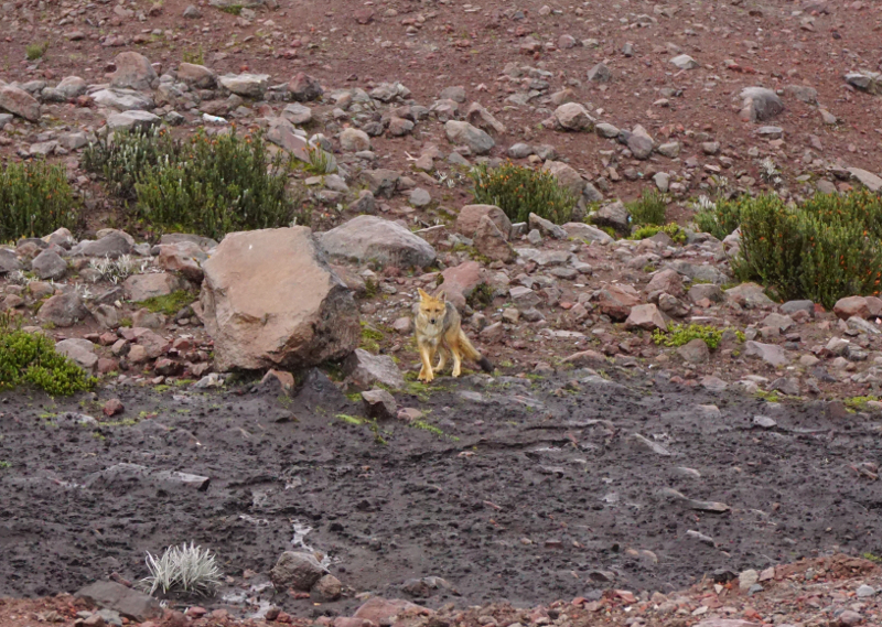 Andes Fox, Chimborazo Parque, Ecuador