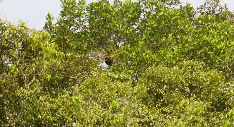 Sloth, Cuyabeno Reserve, Visit Amazon in Ecuador