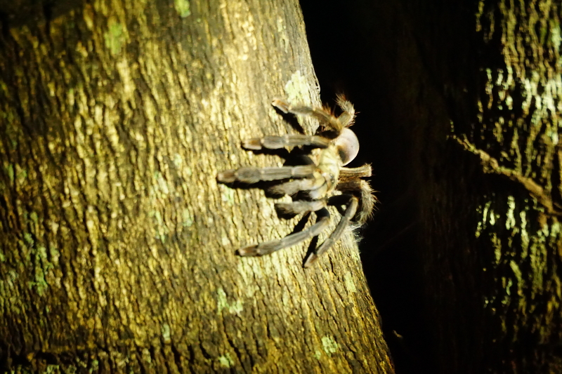 Tarantula, Cuyabeno Reserve, Visit Amazon in Ecuador