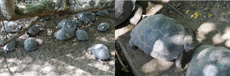 Baby Tortoise, Isabela, Galapagos Islands