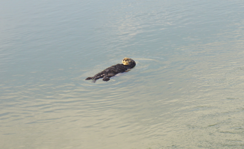 Sea Otters, Big Sur, California Coast
