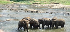 Elephant Orphanage, Sri Lanka
