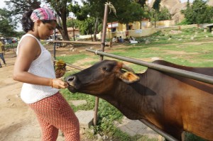 Feeding Cow, Hampi