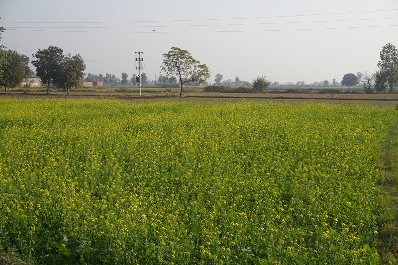 Sarso Fields, Punjab