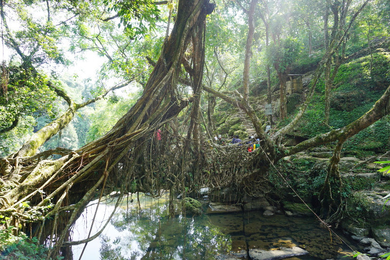 Root Bridge, Meghalaya, India