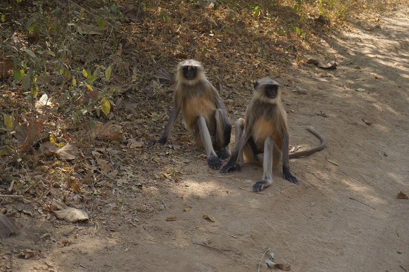Monkey, Gir Forest