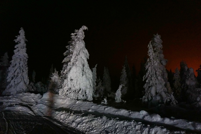 Ghost Trees, Dalton Highway, Alaska