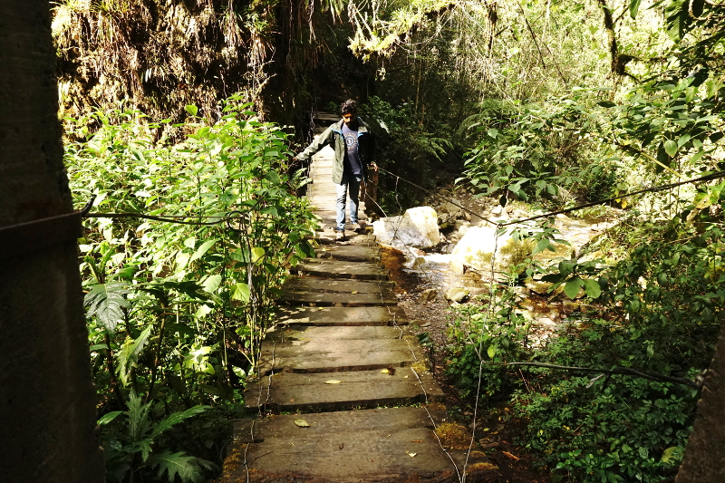 Jungle Trail, Cocora Valley, Colombia