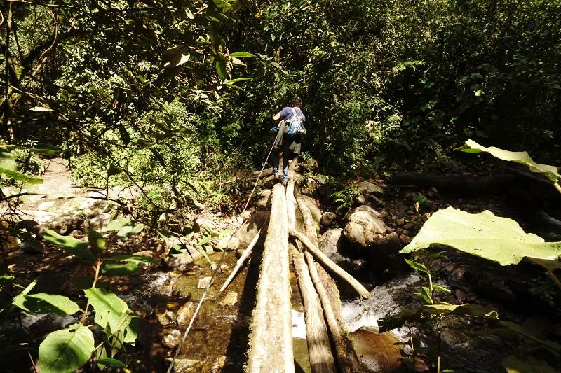 Log Bridge, Cocora Valley, Colombia