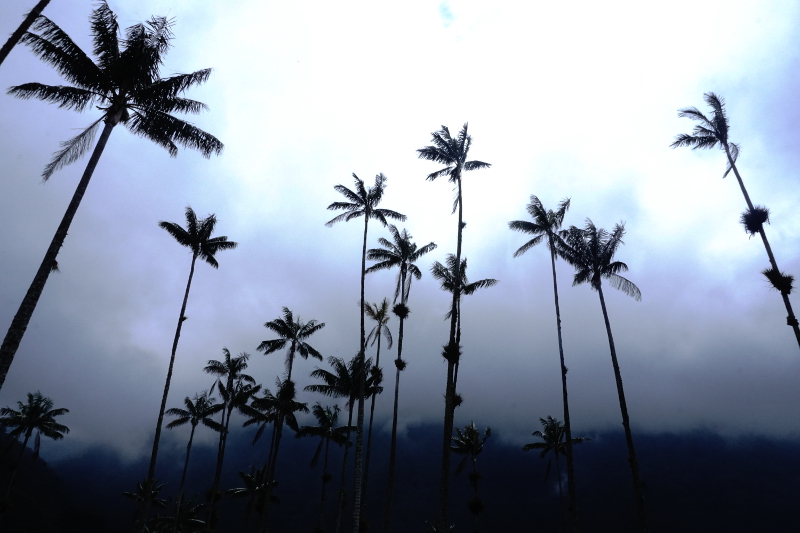 Cocora Trees, Wax Palm Trees, Cocora Valley, Colombia