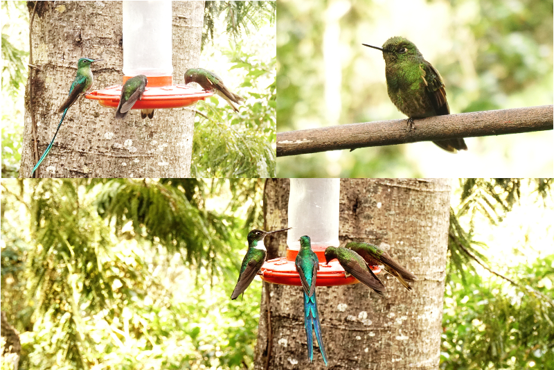 Humming Birds, Acaime, Cocora Valley, Colombia