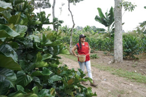 Coffee Tour, Finca Ocaso, Salento