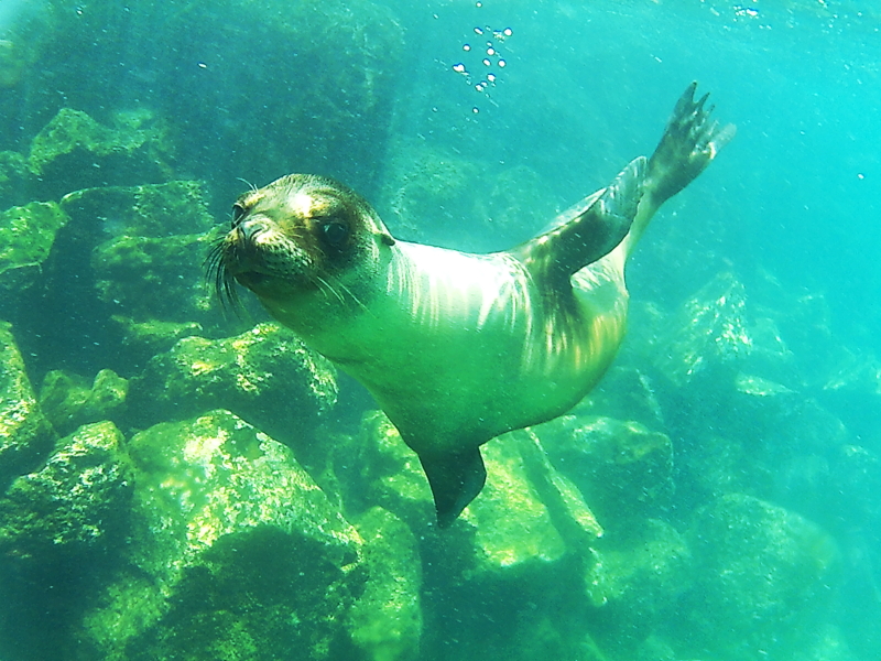 Swimming Sea Lion, Santa Fe, Galapagos Islands