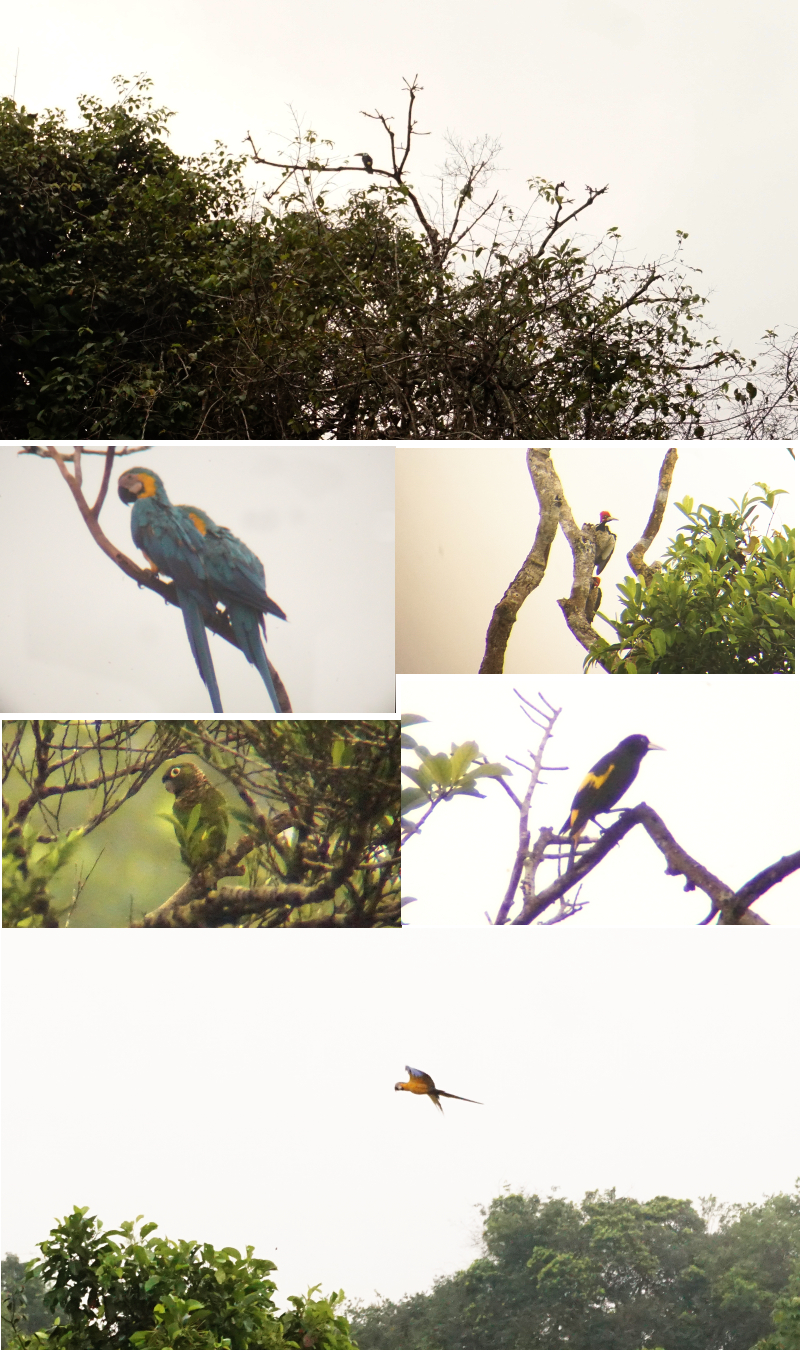 Birds Watching, Cuyabeno Reserve, Visit Amazon in Ecuador