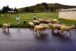 Sheep herders, Quilotoa Lake