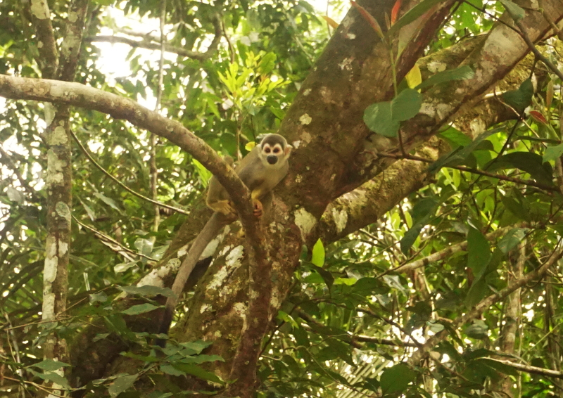Squirrel Monkey, Cuyabeno Reserve, Visit Amazon in Ecuador