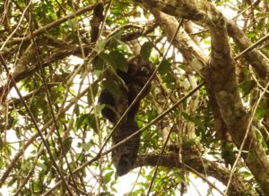 Wooly Monkey, Cuyabeno Reserve, Visit Amazon in Ecuador