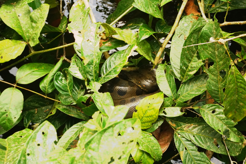 Anaconda, Cuyabeno Reserve, Visit Amazon in Ecuador