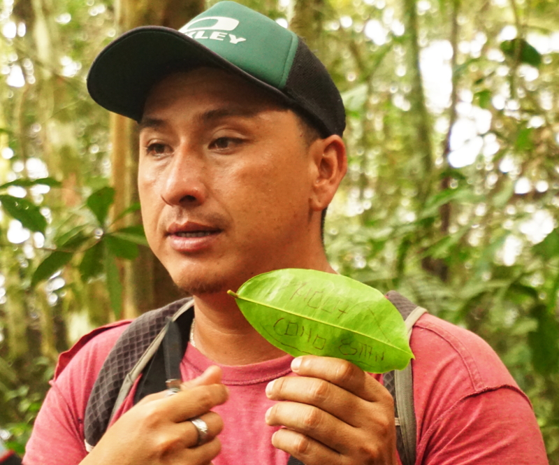 Writing on leaf, Cuyabeno Reserve, Visit Amazon in Ecuador