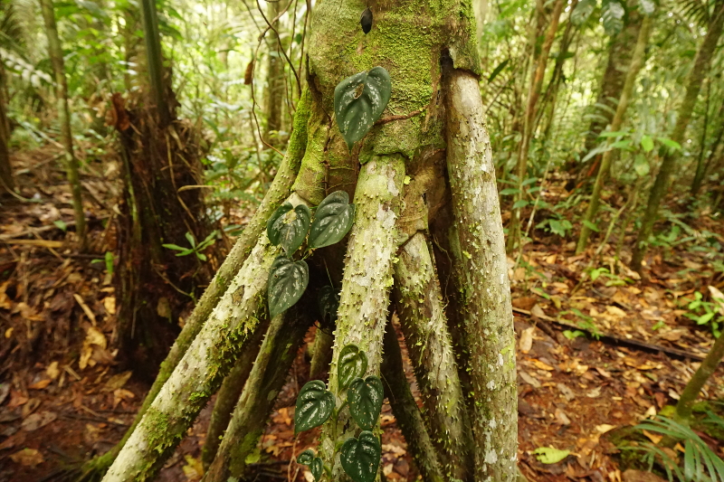 Walking tree, Cuyabeno Reserve, Visit Amazon in Ecuador