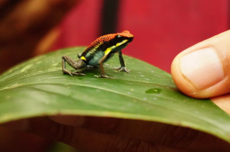 Red Ruby Poisonous Frog, Cuyabeno Reserve, Visit Amazon in Ecuador