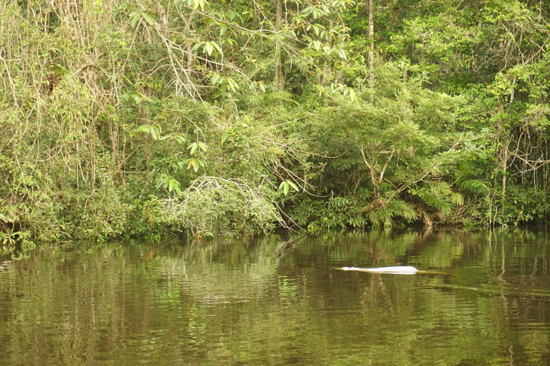 Dophin Swimming, Cuyabeno Reserve, Visit Amazon in Ecuador