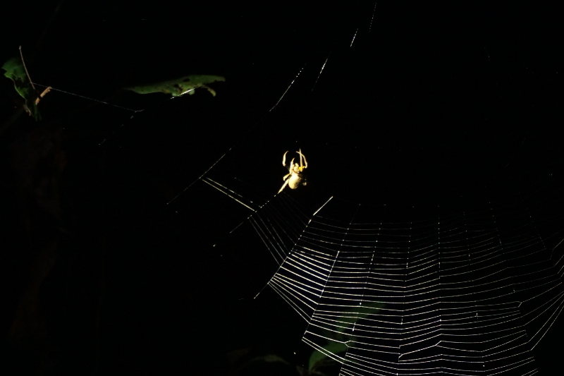 Spider, Cuyabeno Reserve, Visit Amazon in Ecuador
