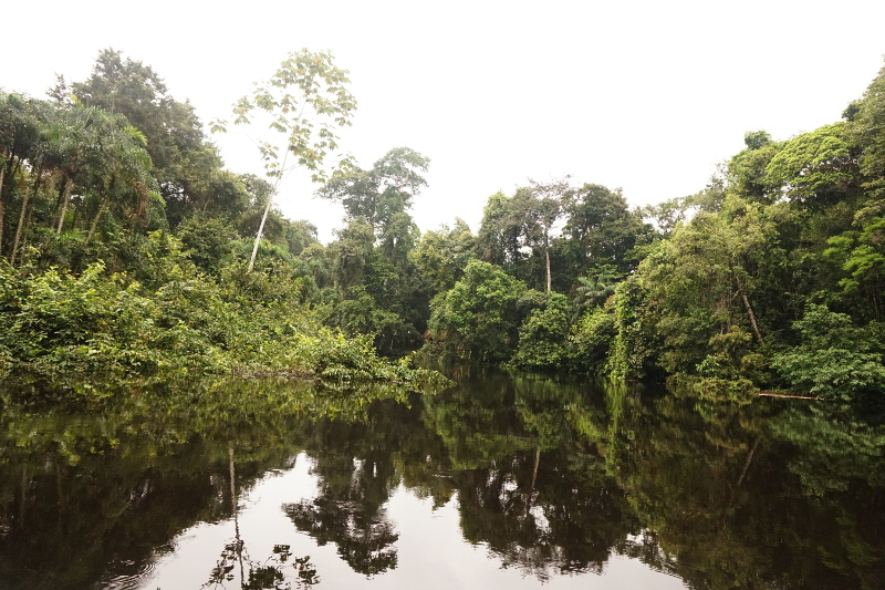 The peace of Amazon, Cuyabeno Reserve, Visit Amazon in Ecuador