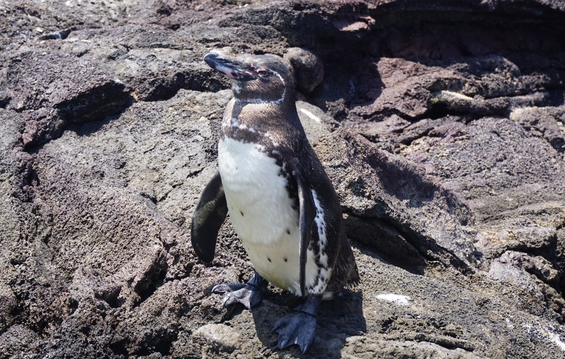 Penguin, Bartolome, Galapagos Islands
