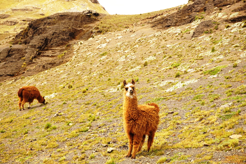Curious Llama, Laguna, Pico Tunari Hike, Cochabamba