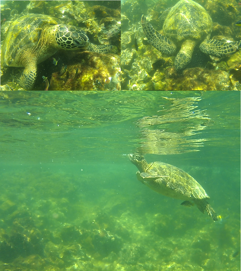 Sea Turtle, Concha Y Perla lagoon, Isabela, Galapagos Islands