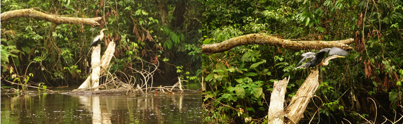 Snake Bird, Cuyabeno Reserve, Visit Amazon in Ecuador