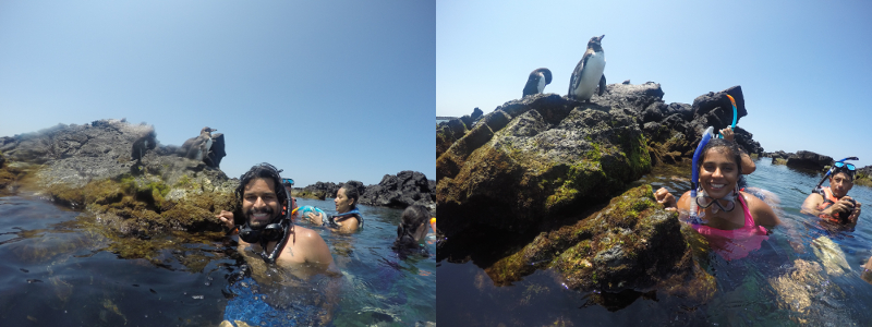 Selfie with Penguin, Tuneles, Isabela, Galapagos Islands