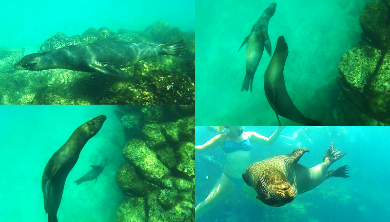 Swimming Sea Lions, Santa Fe, Galapagos Islands