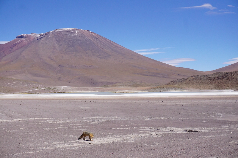 Andean Fox, Salar de Uyuni tour