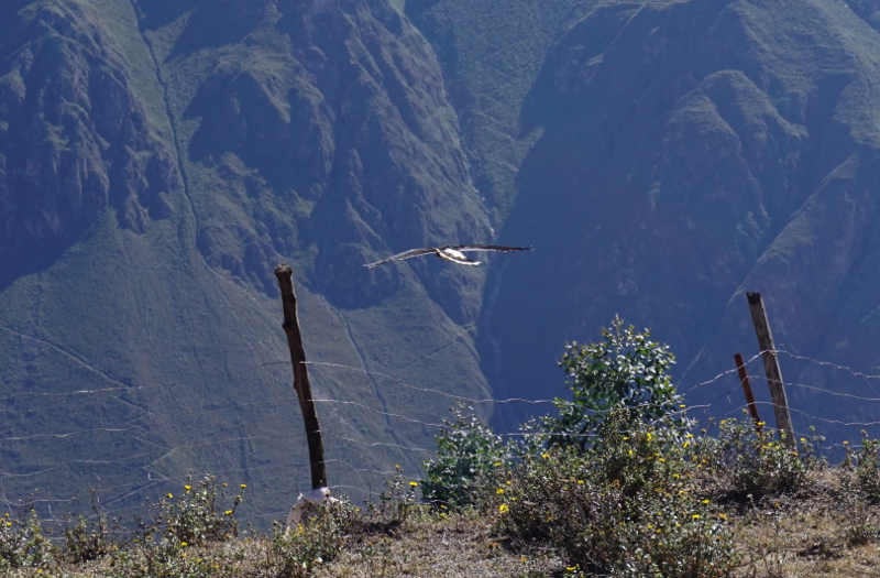 Condor, Colca Canyon