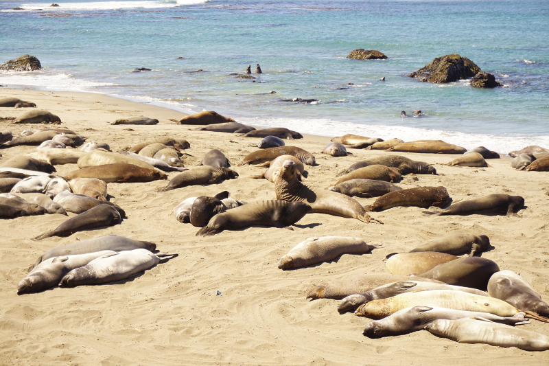 Elephant Seals, Big Sur, California Coast