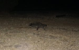 Racoons, Pinnacles National Park