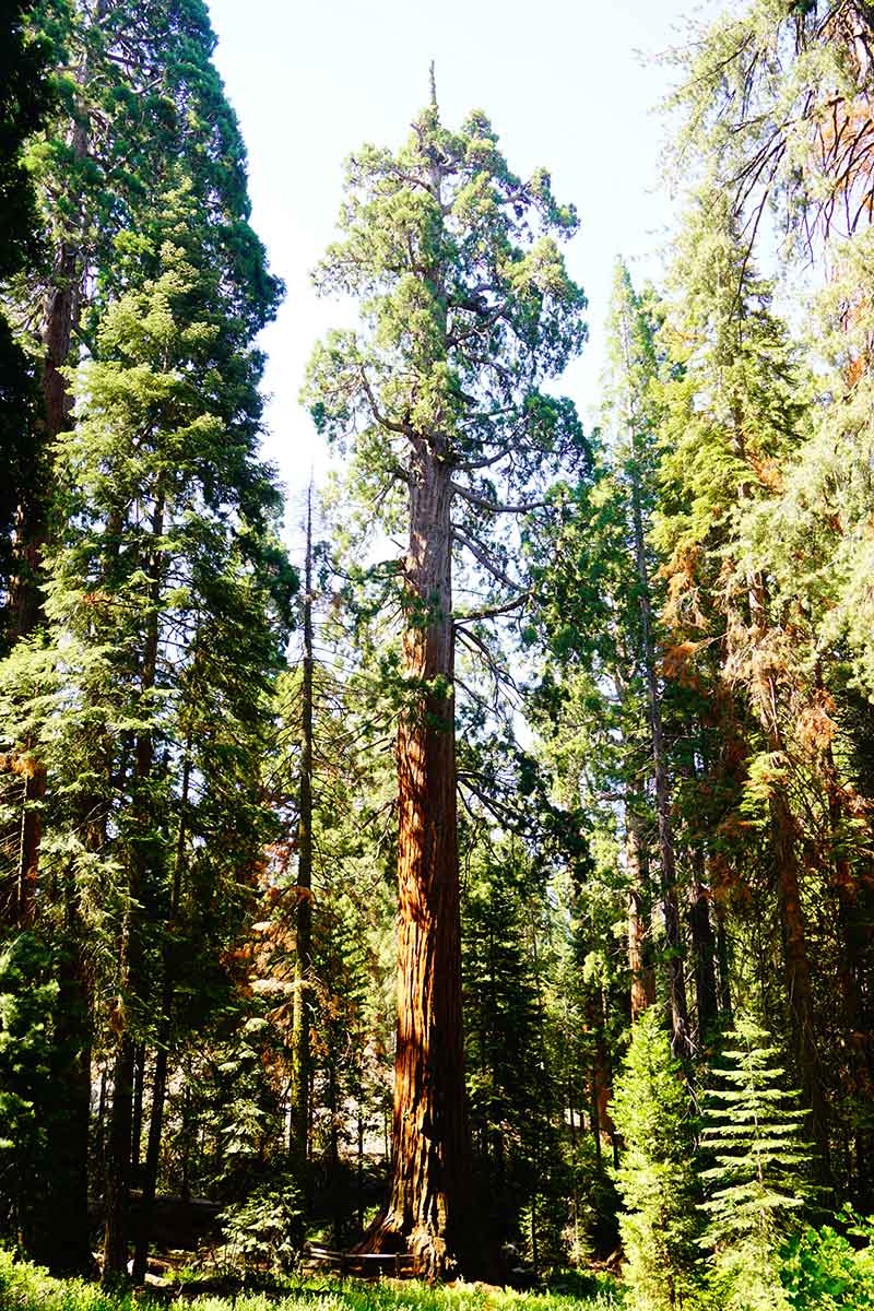 General Grant, Sequoia Trees, Kings Canyon National Park, California