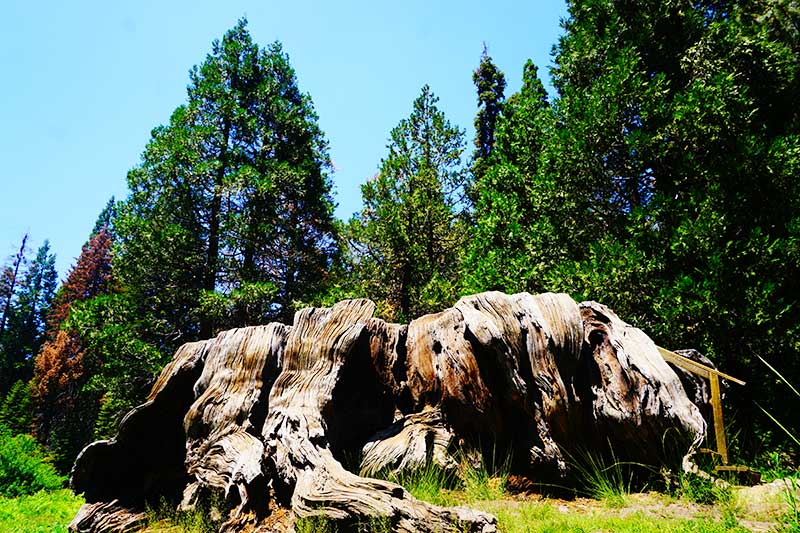 Mark Twain Tree, Sequoia Trees, Kings Canyon National Park, California