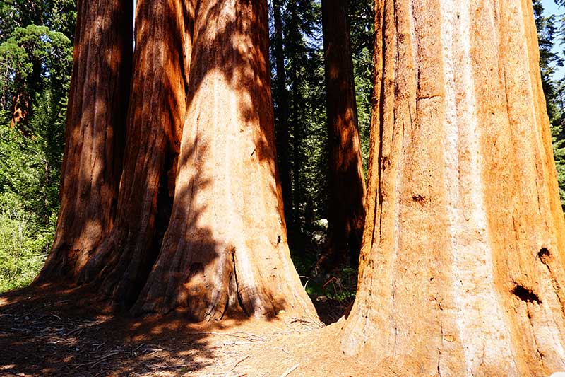 Sequoia Trees, Kings Canyon National Park, California