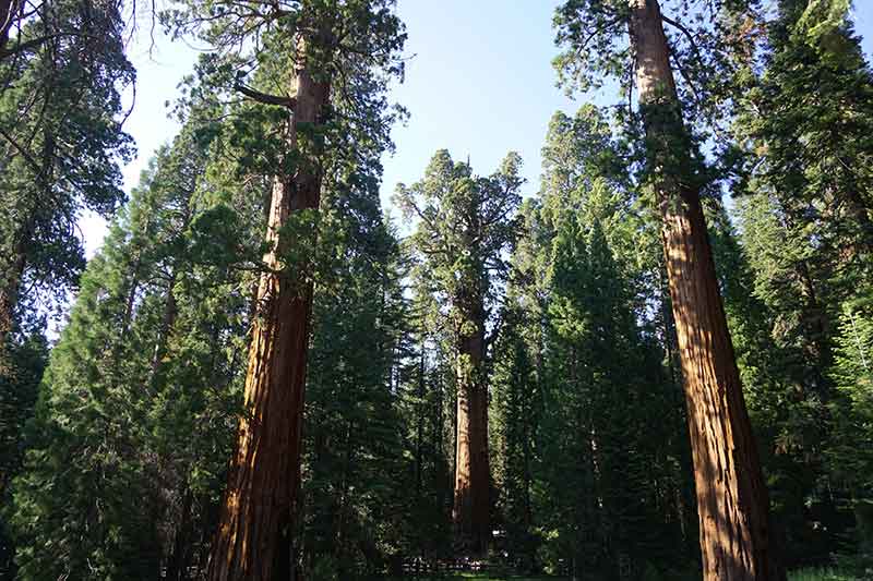 General Sherman, Sequoia Trees, Sequoia National Park, California