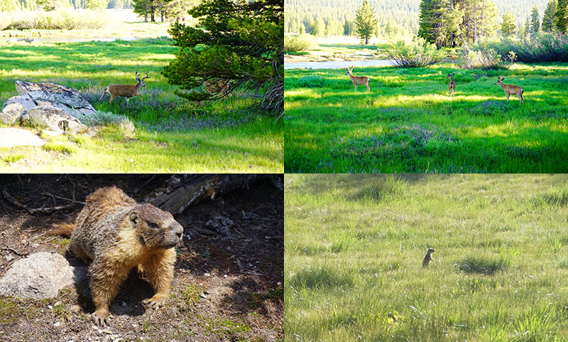 Wildlife, Deer, Marmot, Prairie dog, Yosemite National Park, California